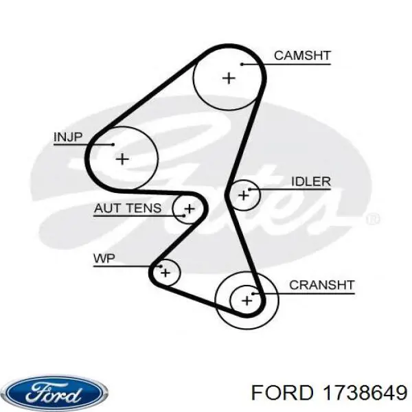 1738649 Ford correa distribucion