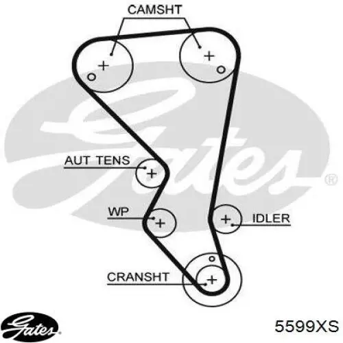 5599XS Gates correa distribucion