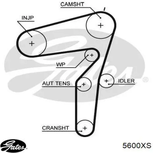 55187103 Fiat/Alfa/Lancia correa distribucion