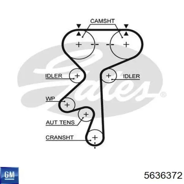5636372 General Motors correa distribucion