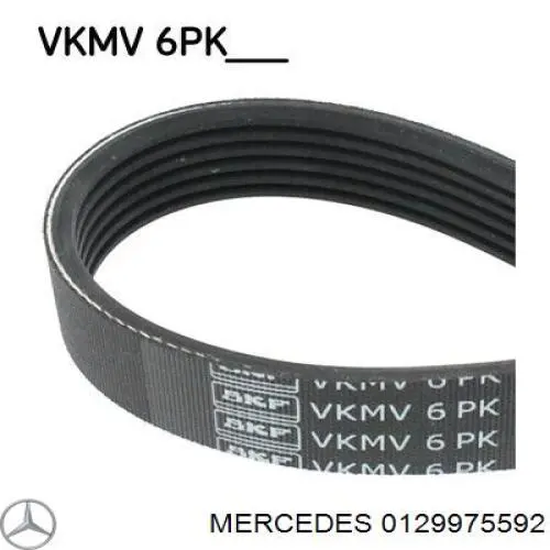 0129975592 Mercedes correa trapezoidal