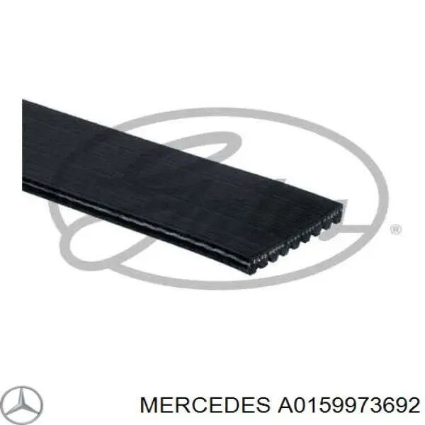 A0159973692 Mercedes correa trapezoidal