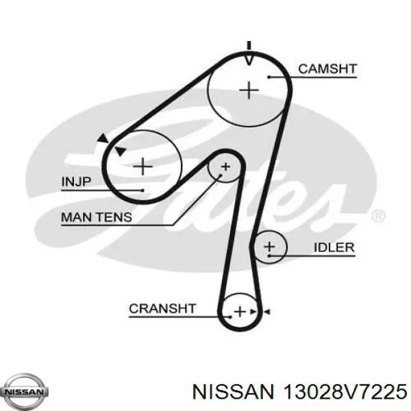 13028V7225 Nissan correa distribucion