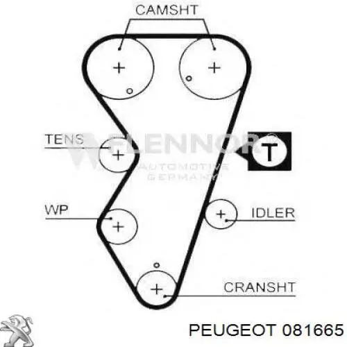 8681 Peugeot/Citroen correa distribucion