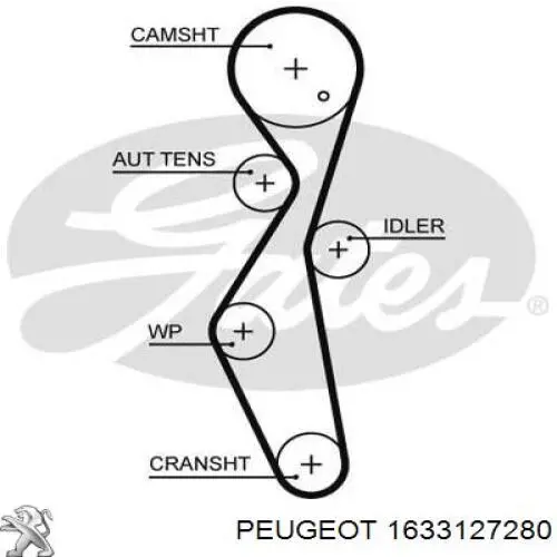 1633127280 Peugeot/Citroen correa distribucion