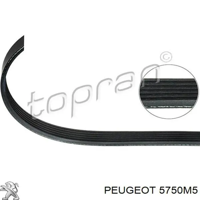 5750M5 Peugeot/Citroen correa trapezoidal