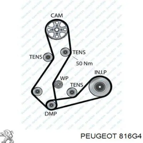 816G4 Peugeot/Citroen correa distribucion