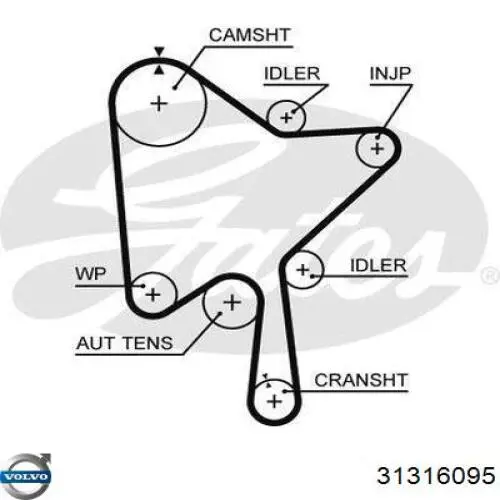 31316095 Volvo correa trapezoidal